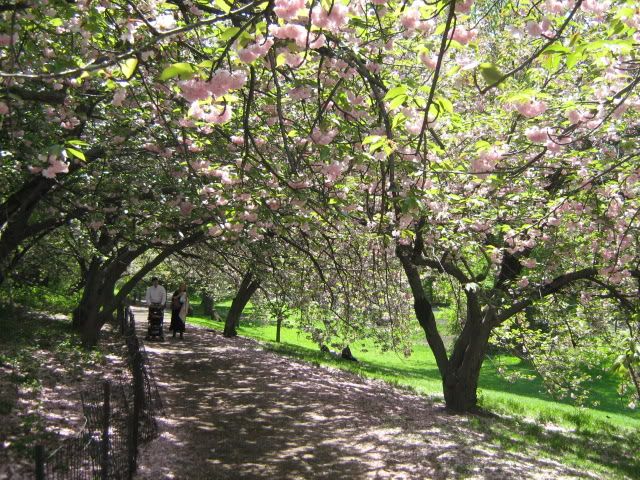 Kwanzan cherry trees in Central Park