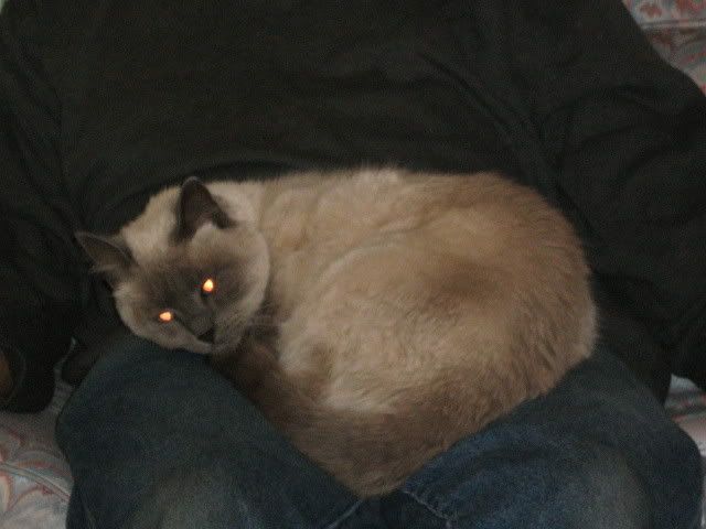 cat on a lap