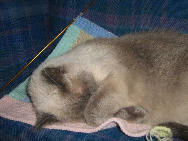cat sleeping on blanket-in-progress