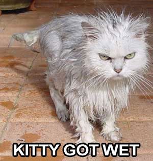 wet_cat.jpg
