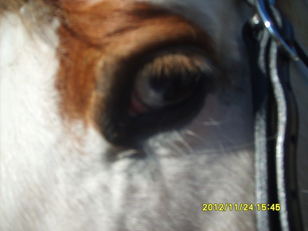 blue eyed horses
