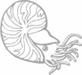 Dibujos para pintar peces, tortugas, tiburones, caracoles, lobos marinos, estrellas de mar, pescados, caballitos de mar, cocodrilos