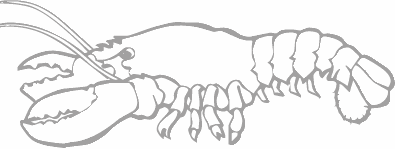 Dibujos para pintar peces, tortugas, tiburones, caracoles, lobos marinos, estrellas de mar, pescados, caballitos de mar, cocodrilos