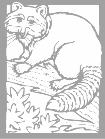 Dibujos para colorear animales de la selva, osos, elefantes, etc