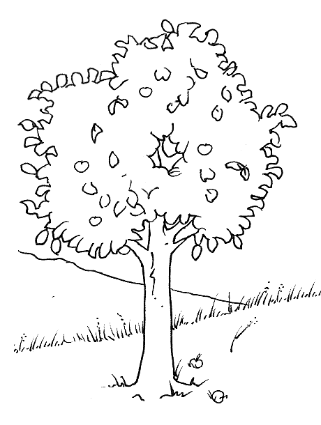 disegni alberi da colorare