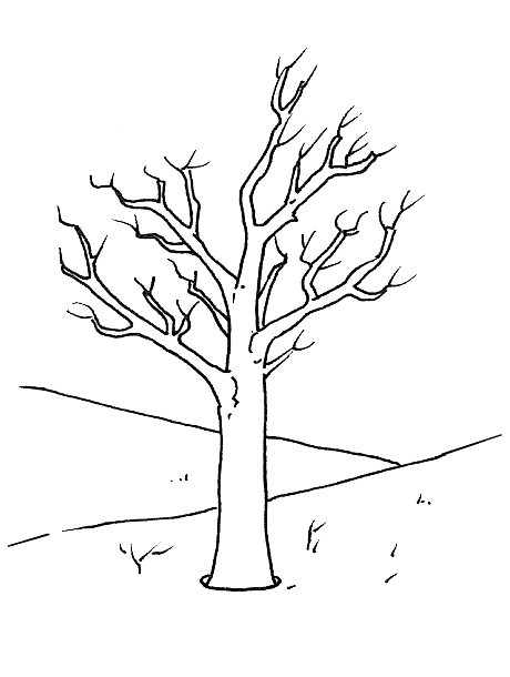 disegni alberi da colorare