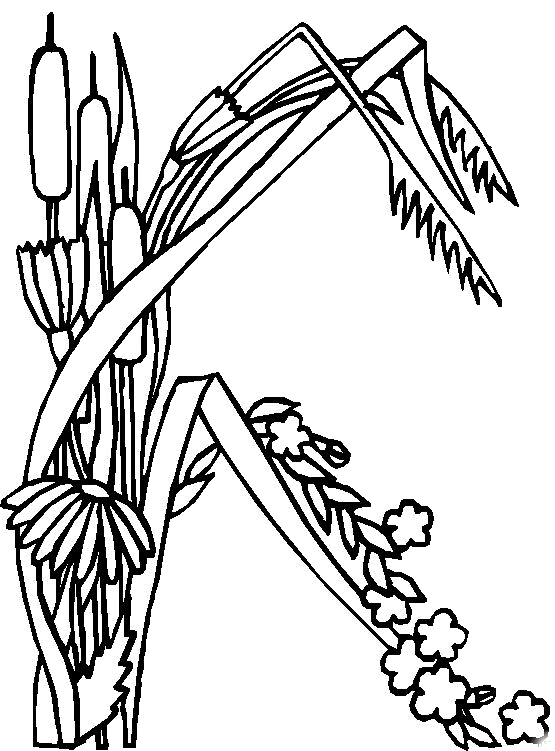 disegni alfabeto fiori foglie da colorare