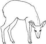 disegni animali foresta da colorare