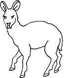 disegni animali foresta da colorare
