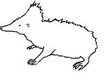 disegni animali foresta da colorare