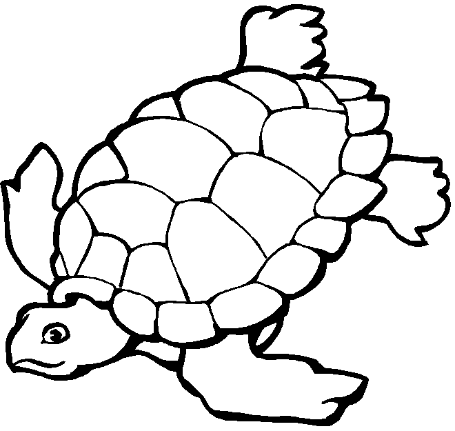 disegni animali marini da colorare