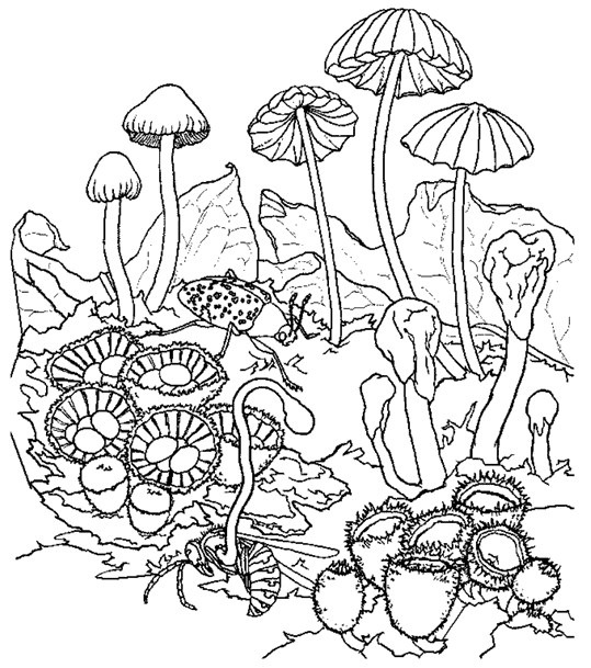 disegni autunno da colorare