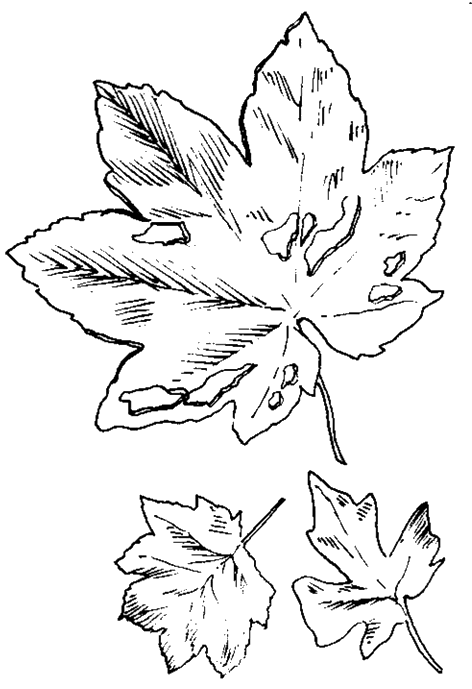 disegni autunno da colorare