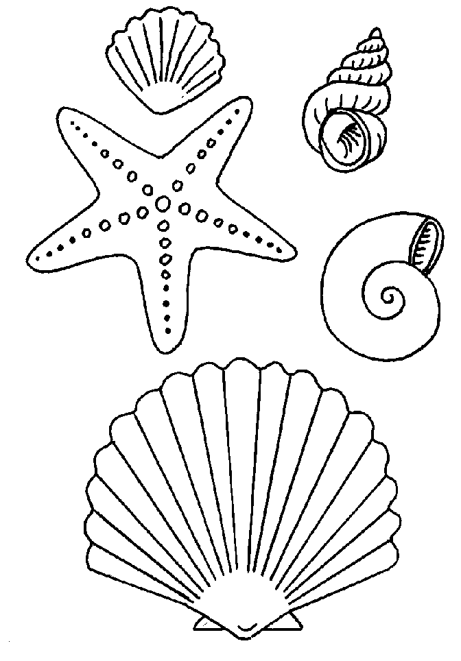 disegni conchiglie da colorare