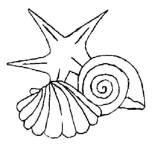 disegni conchiglie da colorare