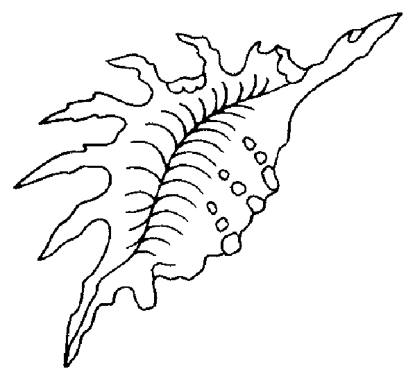 disegni conchiglie da colorare