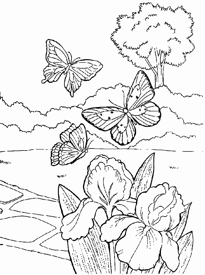 disegni farfalle da colorare