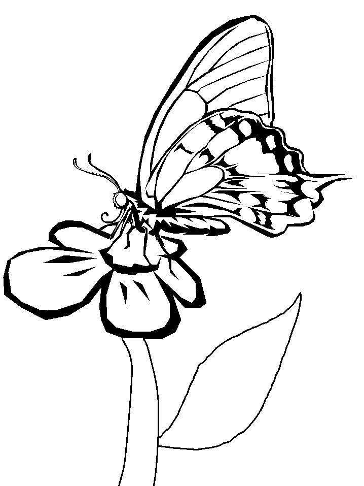 disegni farfalle da colorare
