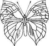disegni farfalle da colorare