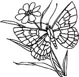 disegni farfalle da colorare
