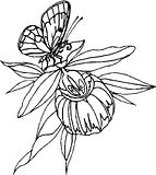 disegni farfalle da colorare