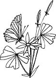 disegni farfalle da colorare