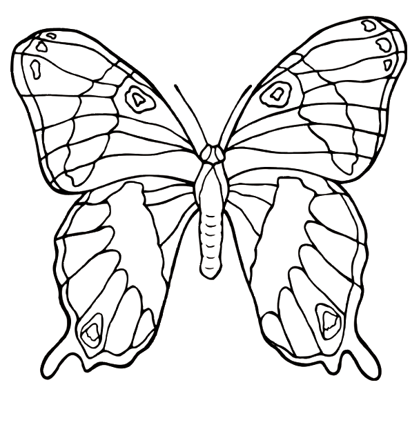 disegni farfalle da colorare