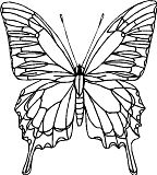 disegni farfalle da colorare