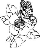 disegni farfalle da colorare