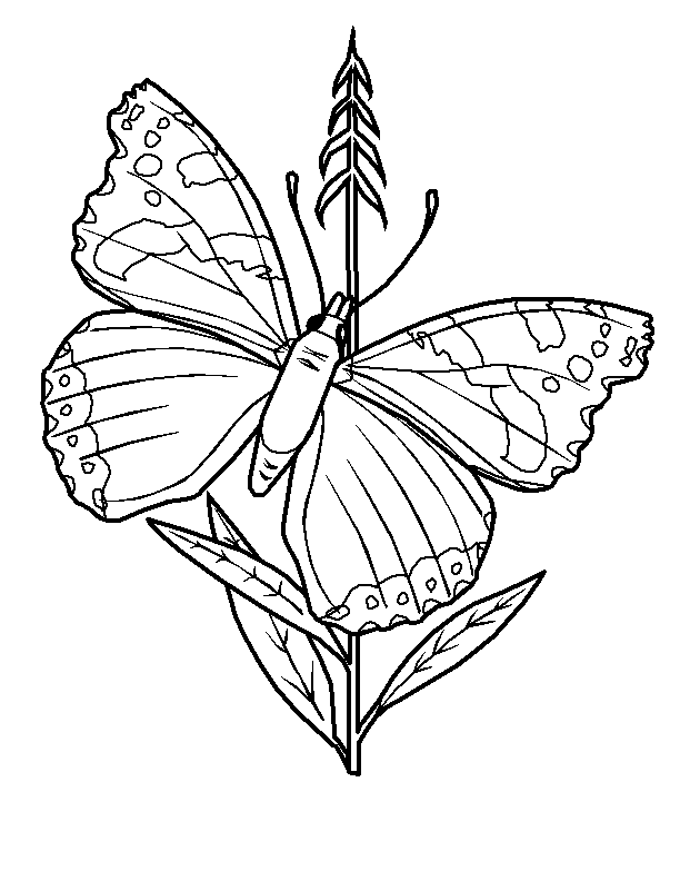 disegni farfalle da colorare