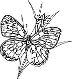 disegni farfalle da colorare