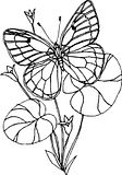 disegni farfalle da colorare