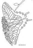 disegni farfalle da colorare