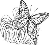 disegni farfalle da colorare