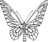 disegni farfalle da colorare