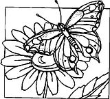 disegni farfalle da colorare