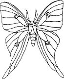 disegni farfalle da colorare