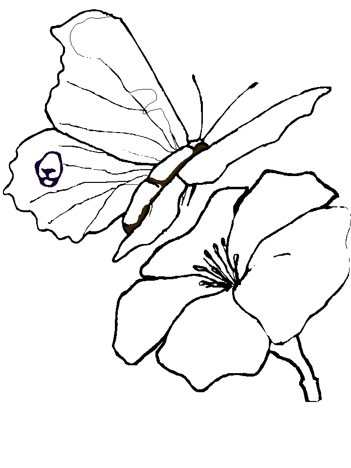 disegni farfalle da colorare