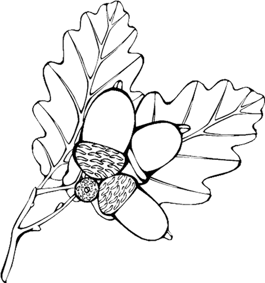disegni foglie da colorare