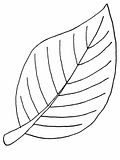 disegni foglie da colorare