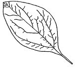 disegni foglie da colorare