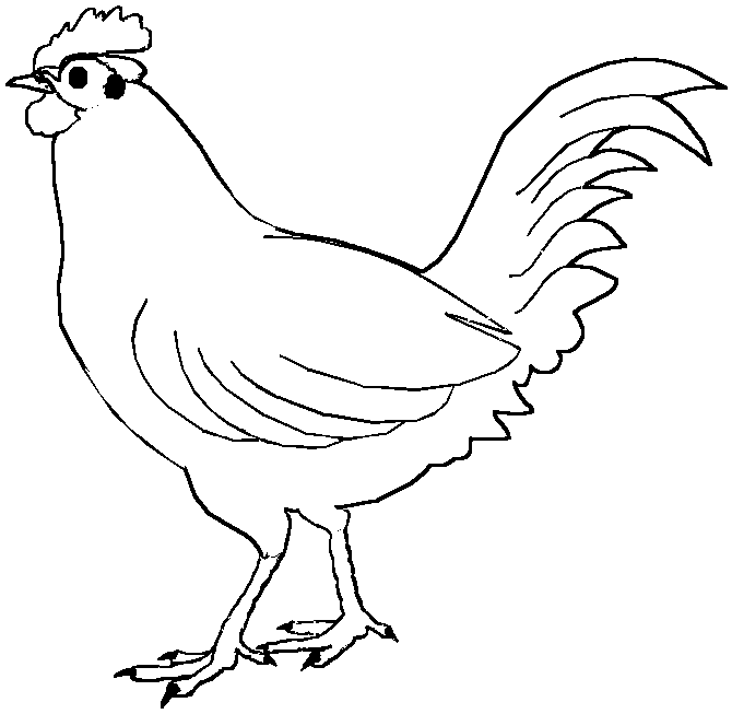 disegni gallo colorare
