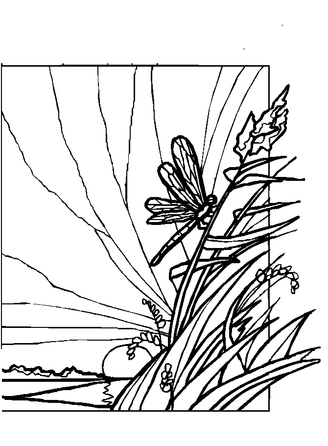 disegni libellule da colorare