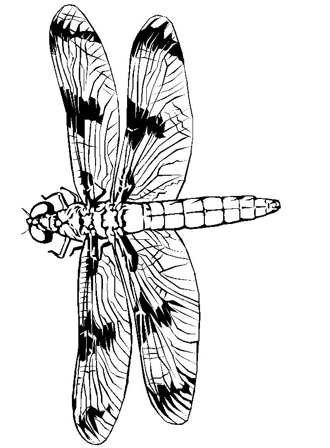 disegni libellule da colorare