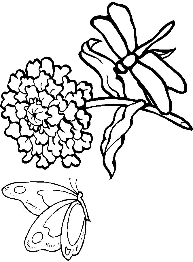 disegni libellule da colorare