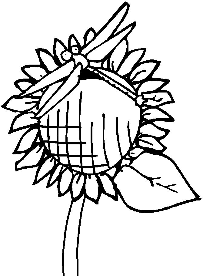 disegni libellule da colorare