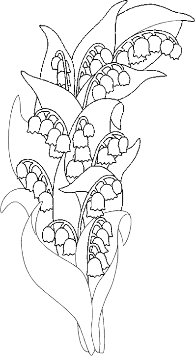 disegni mughetto da colorare