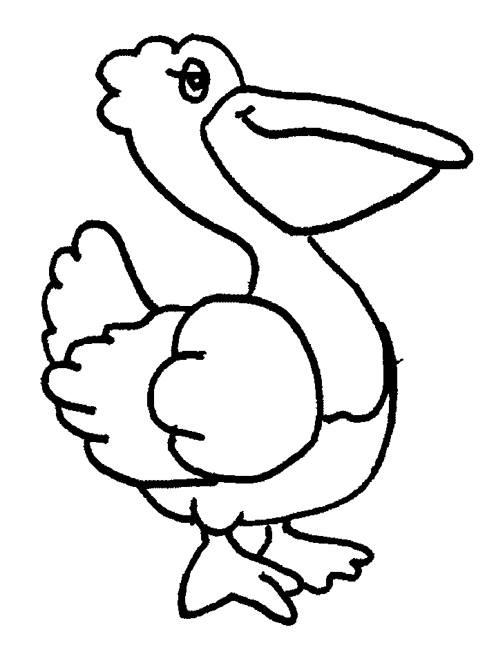 disegni pellicano da colorare