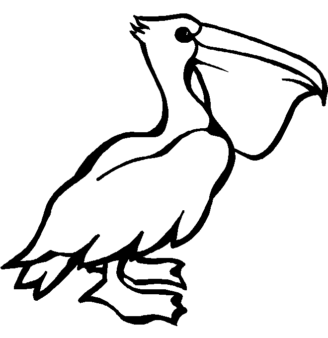 disegni pellicano da colorare