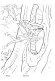 disegni peter pan da colorare